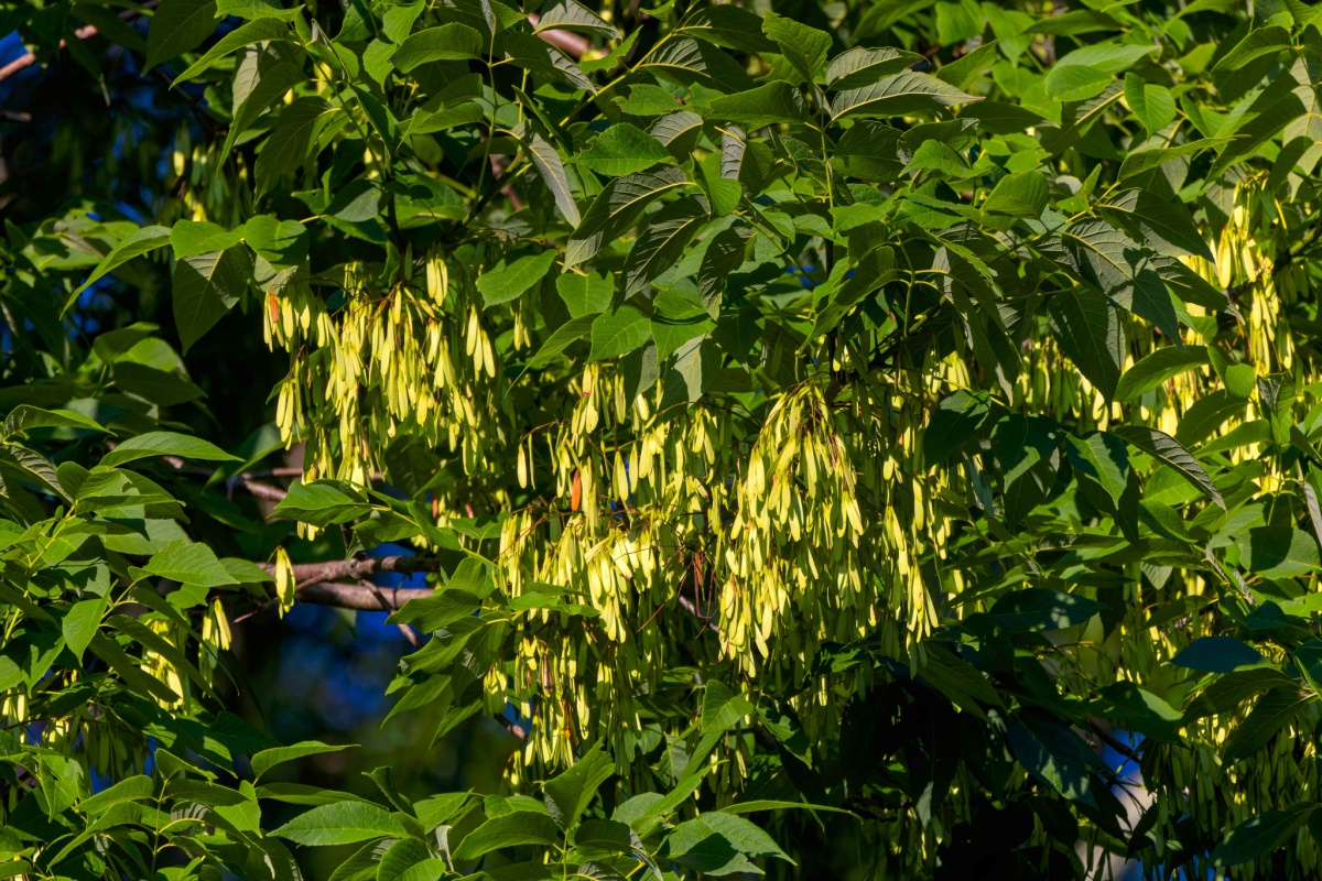 Frassino americano: un albero elegante e resistente per giardini e spazi verdi