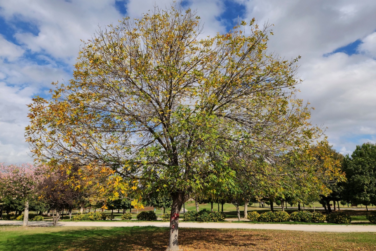 Frassino americano: un albero elegante e resistente per giardini e spazi verdi