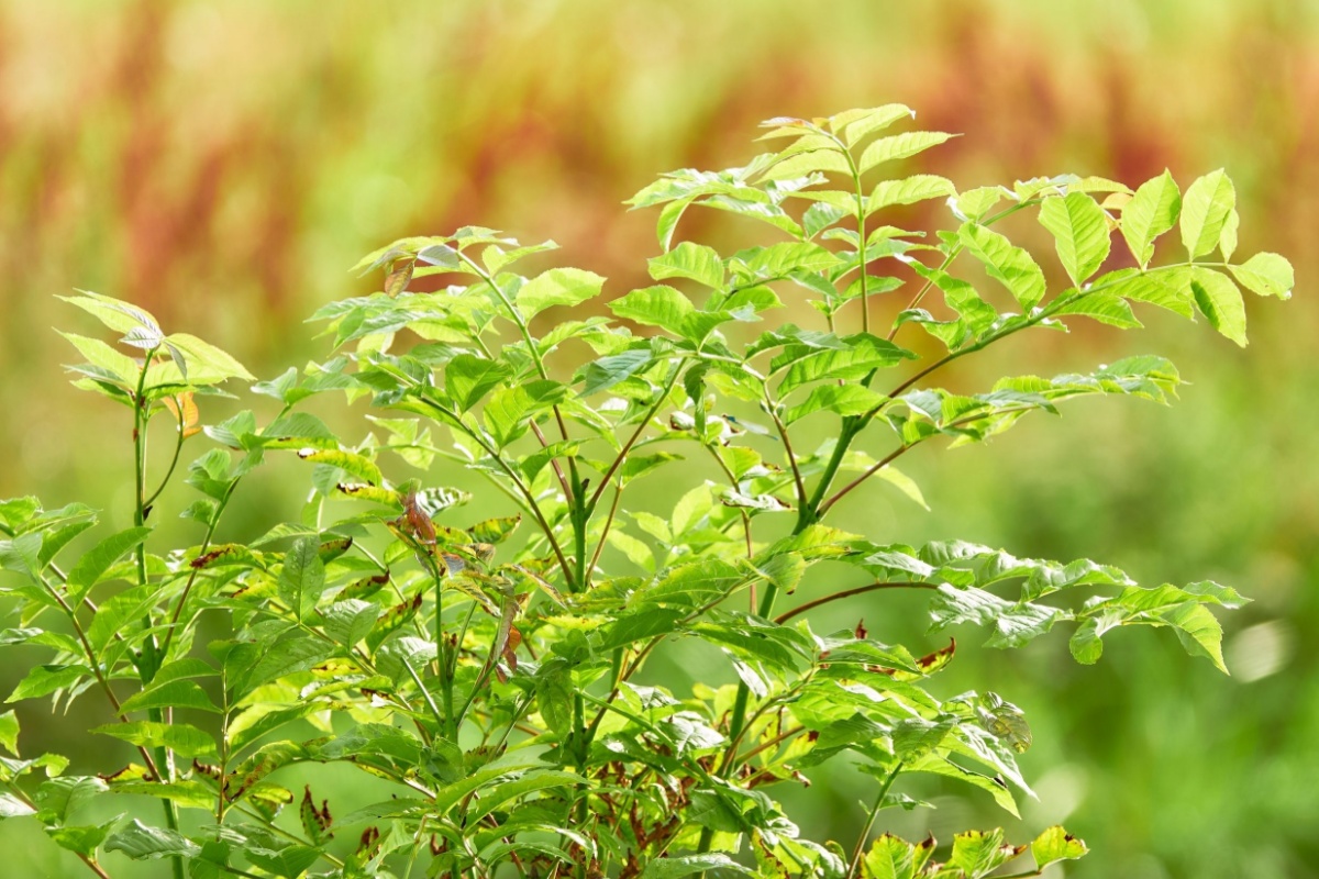 Frassino maggiore: una guida completa per conoscere e coltivare questo albero elegante