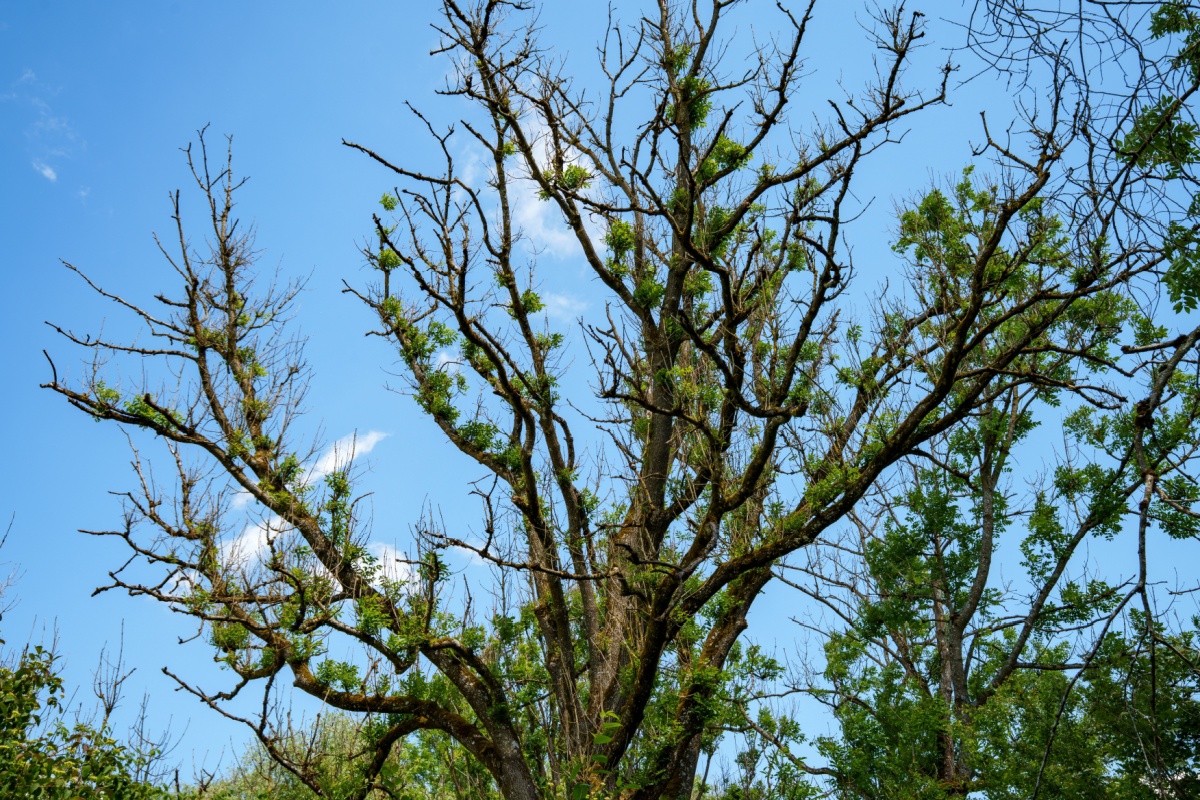 Frassino maggiore: una guida completa per conoscere e coltivare questo albero elegante