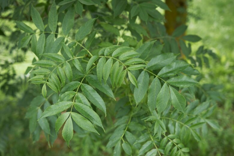 Frassino maggiore: una guida completa per conoscere e coltivare questo albero elegante