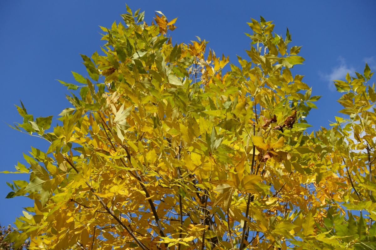 Frassino della Pennsylvania: una guida semplice e completa alla sua coltivazione