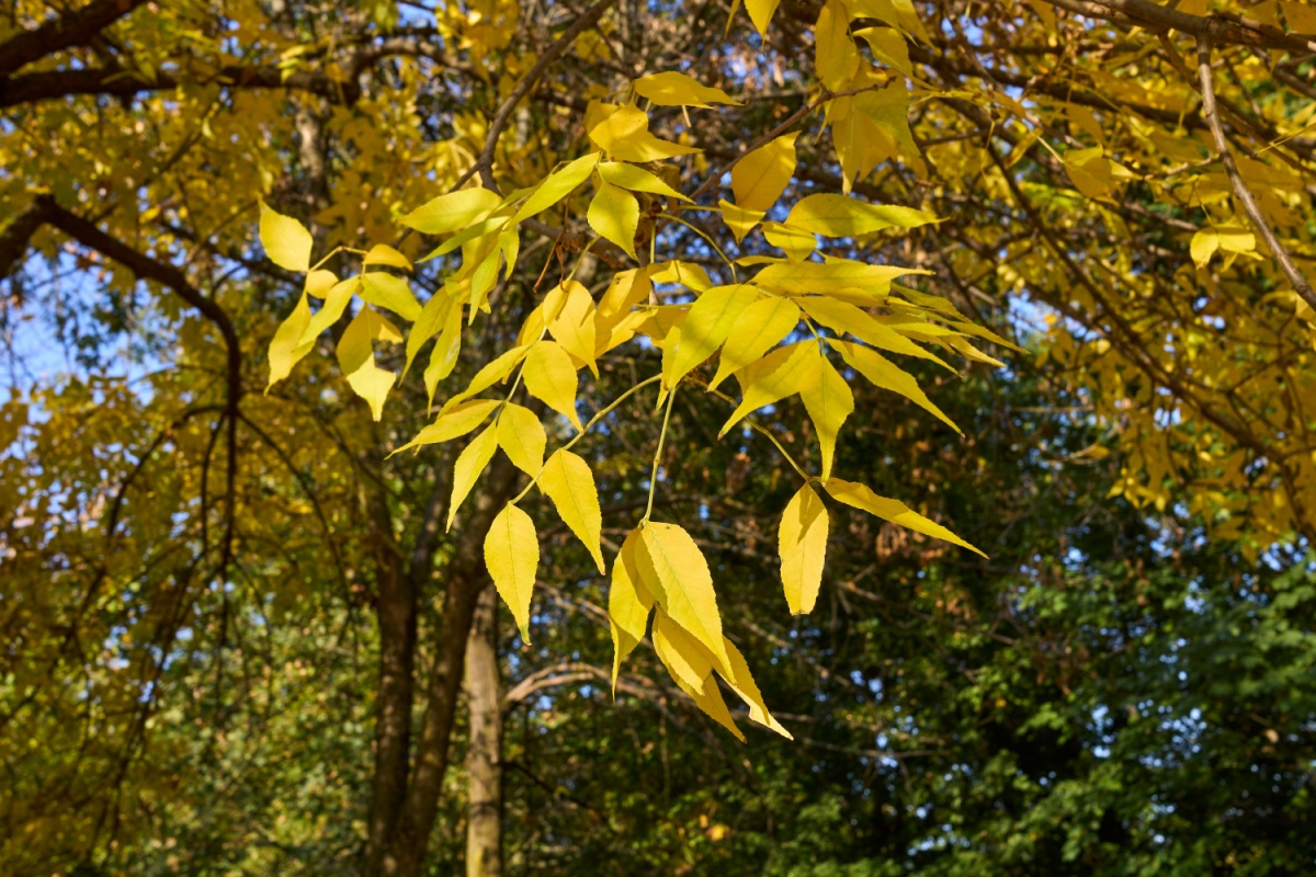 Frassino della Pennsylvania: una guida semplice e completa alla sua coltivazione