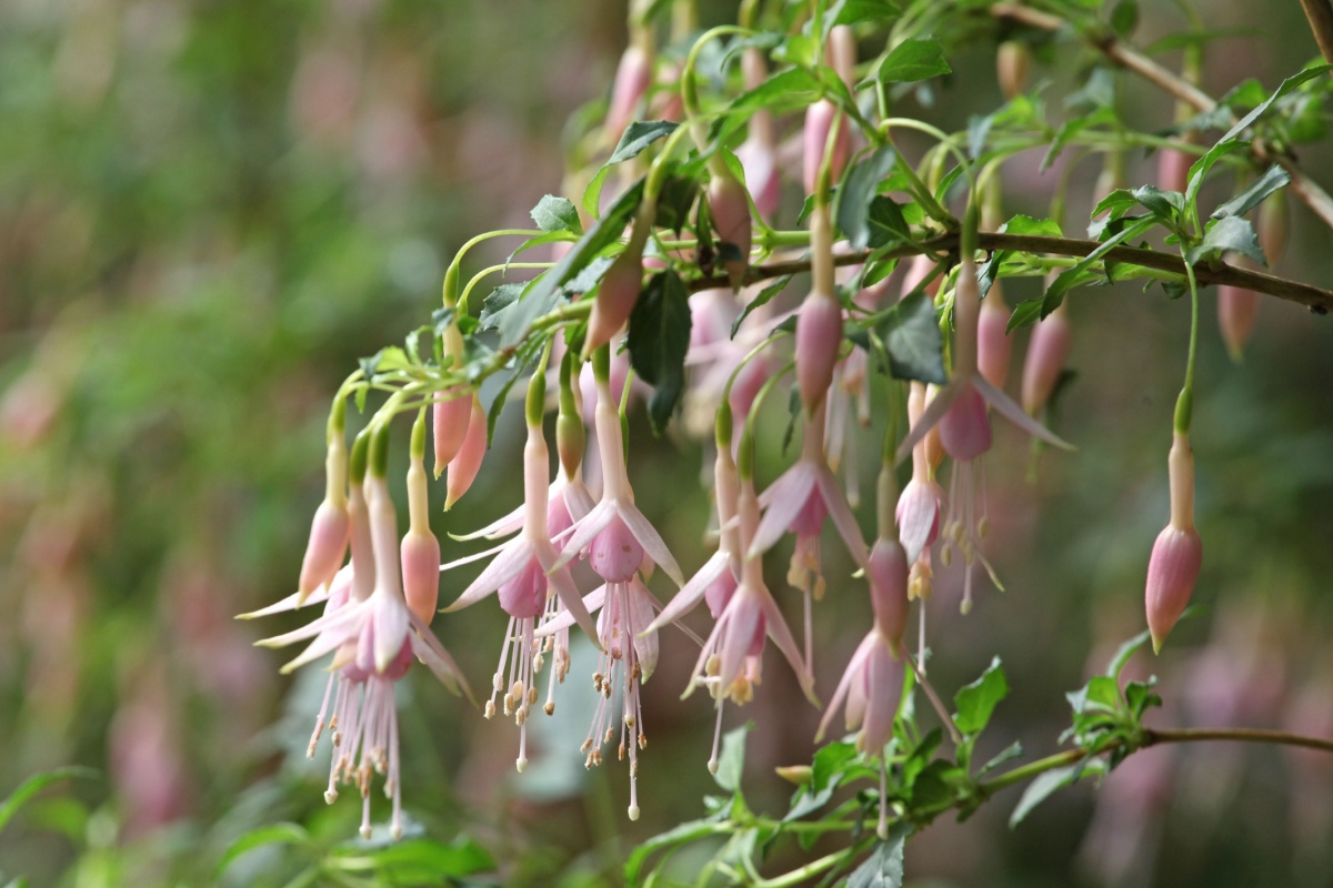 Fucsia magellanica: la pianta elegante che colora il giardino tutto l’anno