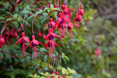 Fucsia magellanica: la pianta elegante che colora il giardino tutto l’anno