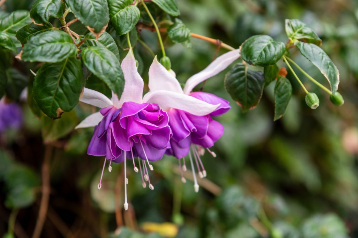 Fucsia magellanica: la pianta elegante che colora il giardino tutto l’anno