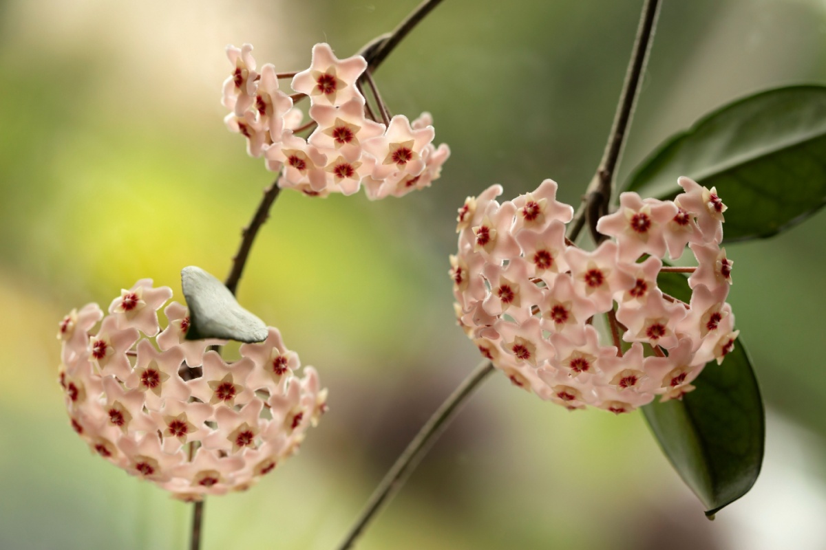 Fiore di cera: la guida completa per coltivarla e curarla