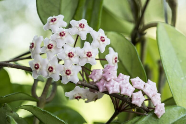 Fiore di cera: la guida completa per coltivarla e curarla