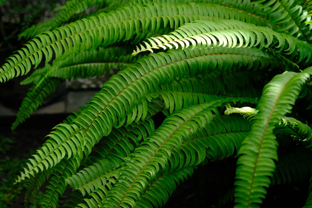 Felce di Boston: la pianta elegante che purifica l’aria