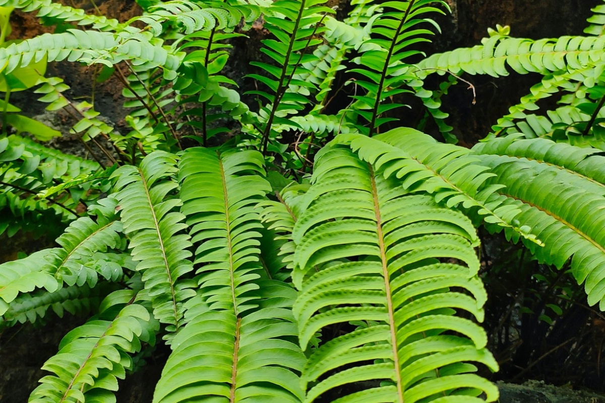Felce di Boston: la pianta elegante che purifica l’aria