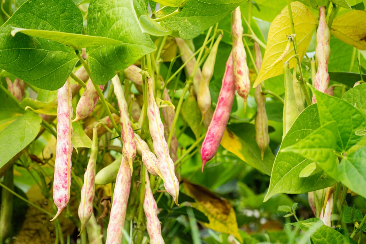 Il fagiolo: una pianta versatile e produttiva per l’orto di casa