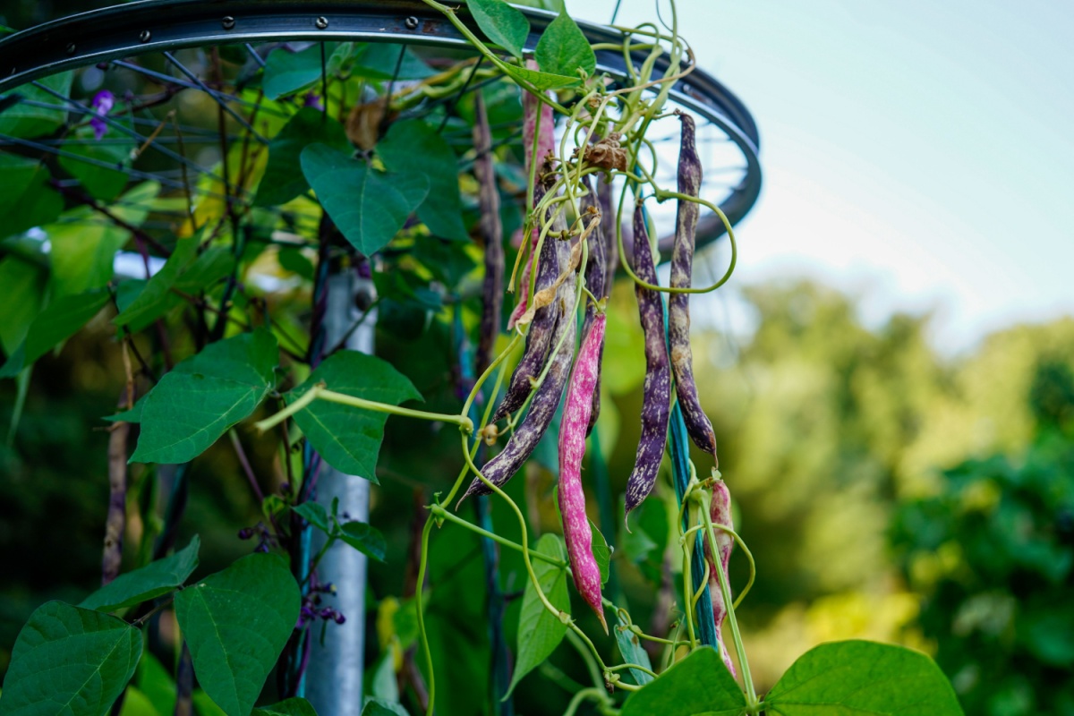 Il fagiolo: una pianta versatile e produttiva per l’orto di casa
