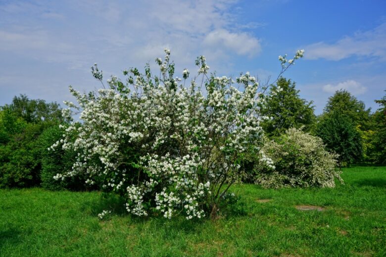Fiore d’angelo: eleganza e profumo in giardino
