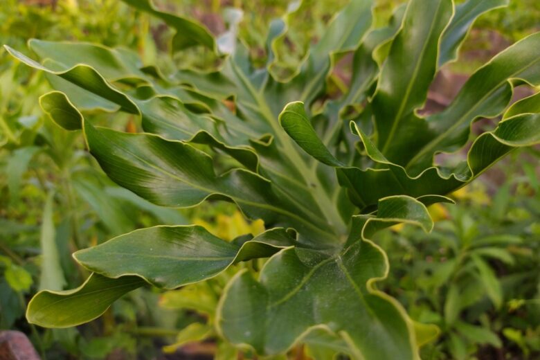 Filodendro eretto: una pianta scenografica facile da coltivare