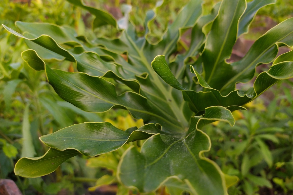 Filodendro eretto: una pianta scenografica facile da coltivare