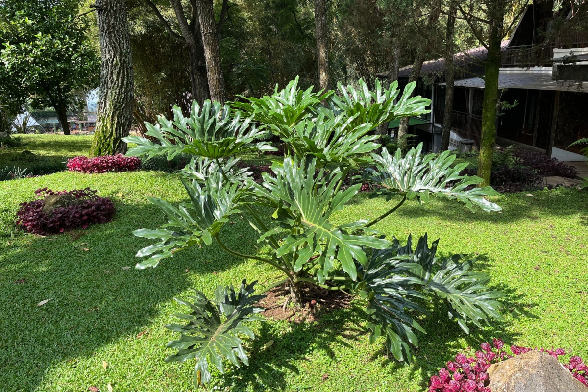 Filodendro eretto: una pianta scenografica facile da coltivare