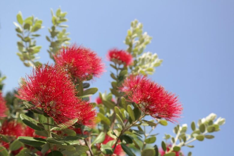Scopri il Pōhutukawa: il fiore rosso del Natale estivo