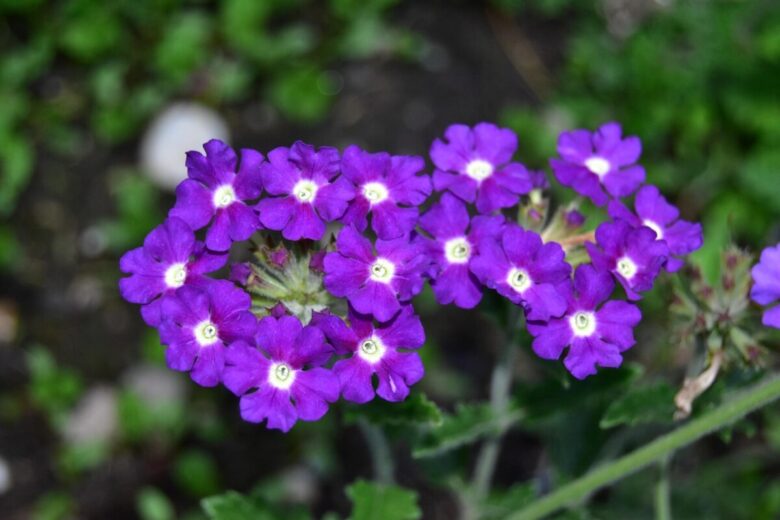 Verbena ibrida: colore e resistenza per giardini e balconi