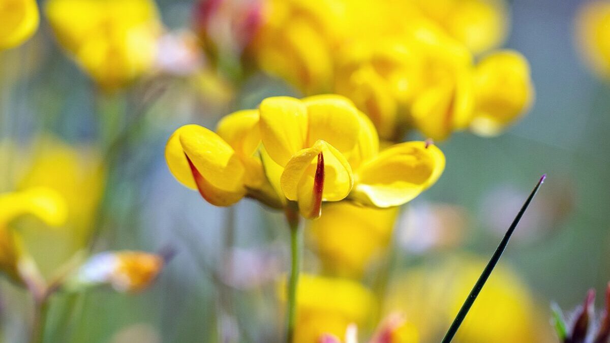 Ginestrino: la pianta rustica che colora prati e giardini