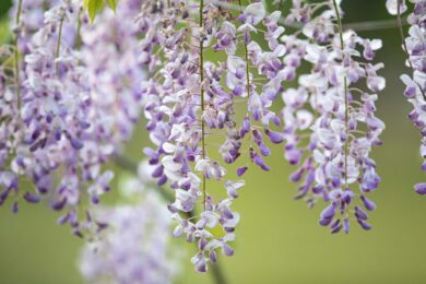 Glicine: la pianta rampicante che trasforma giardini e terrazzi