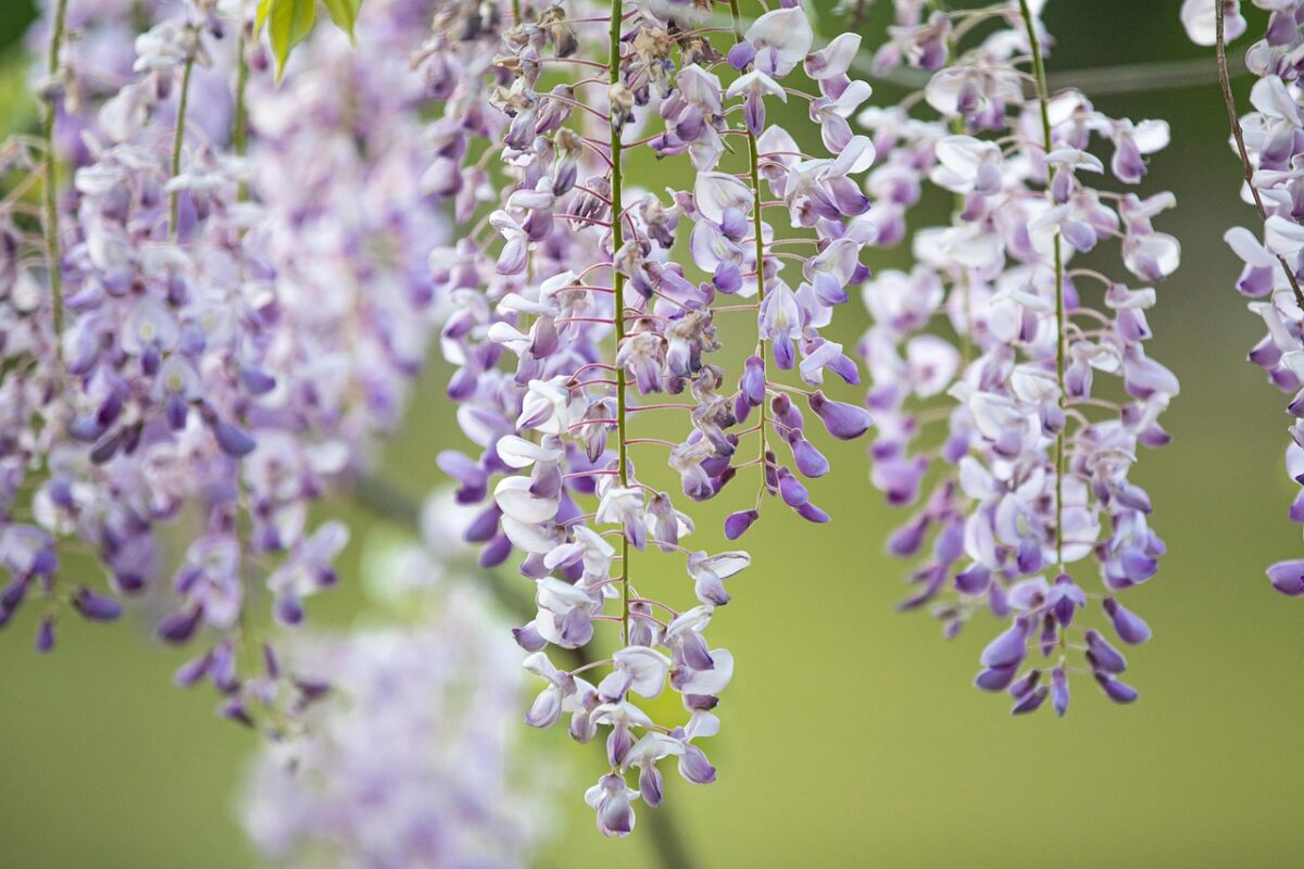 Glicine: la pianta rampicante che trasforma giardini e terrazzi