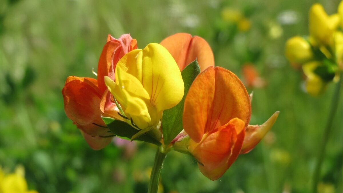 Ginestrino: la pianta rustica che colora prati e giardini