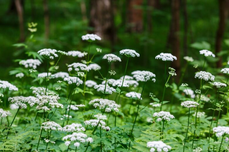 Girardina silvestre: la pianta rustica che sorprende per vigore e adattabilità