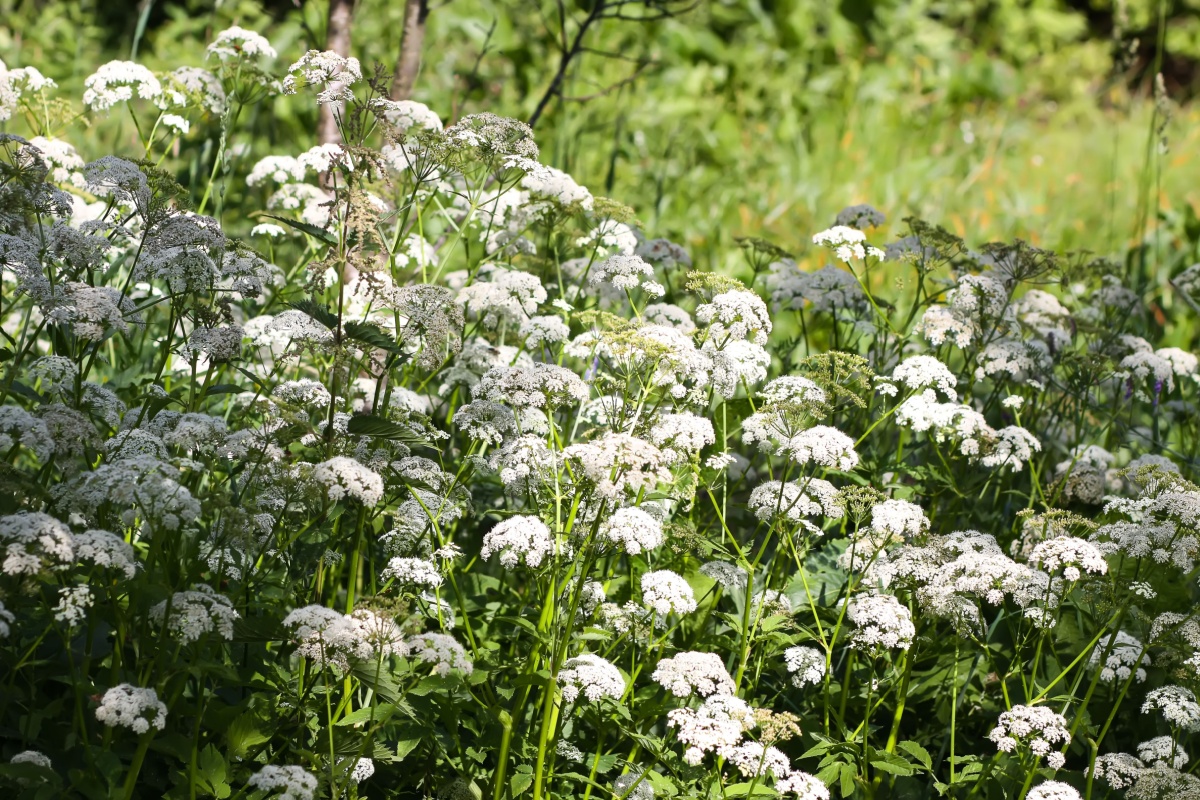 Girardina silvestre: la pianta rustica che sorprende per vigore e adattabilità