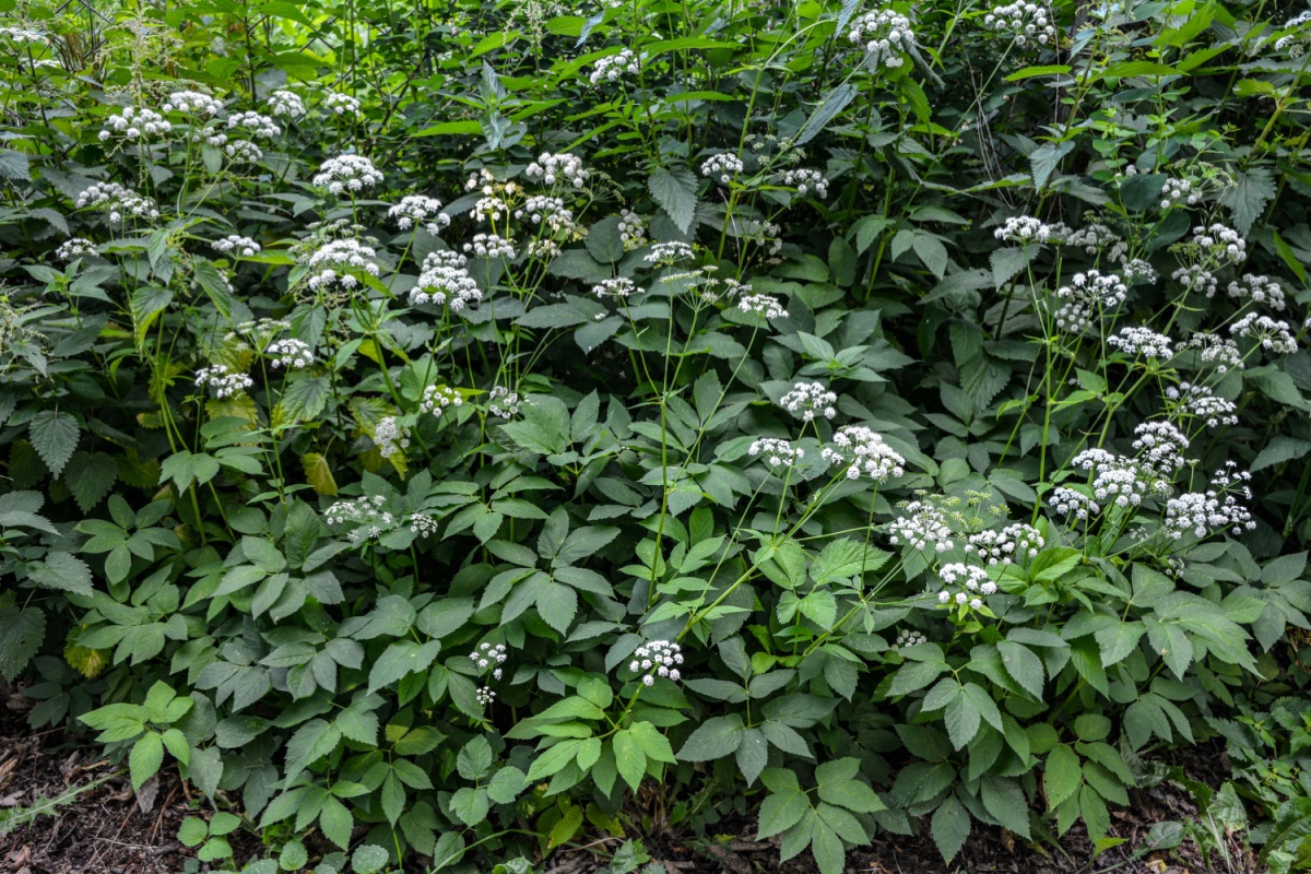 Girardina silvestre: la pianta rustica che sorprende per vigore e adattabilità