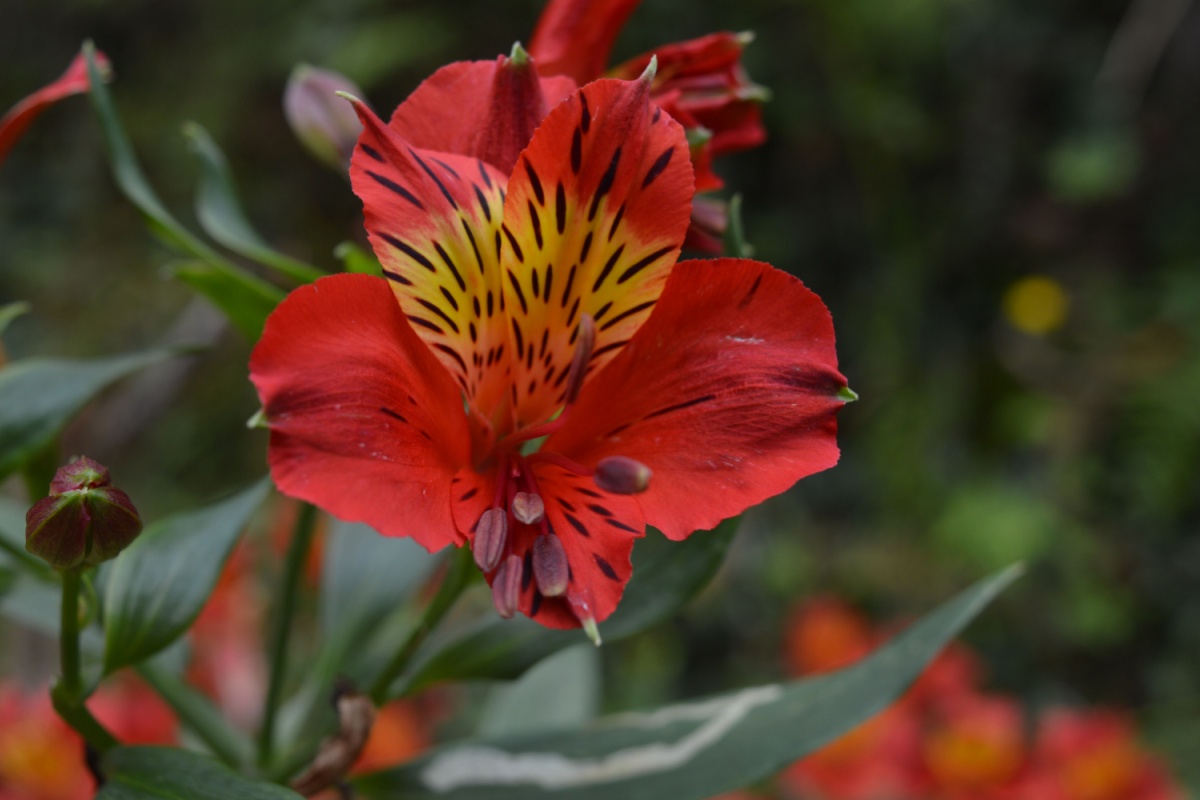 Giglio peruviano: colori vivaci e fioriture generose per giardini e terrazzi Giglio peruviano: colori vivaci e fioriture generose per giardini e terrazzi