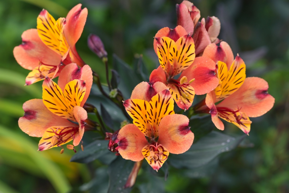 Giglio peruviano: colori vivaci e fioriture generose per giardini e terrazzi Giglio peruviano: colori vivaci e fioriture generose per giardini e terrazzi
