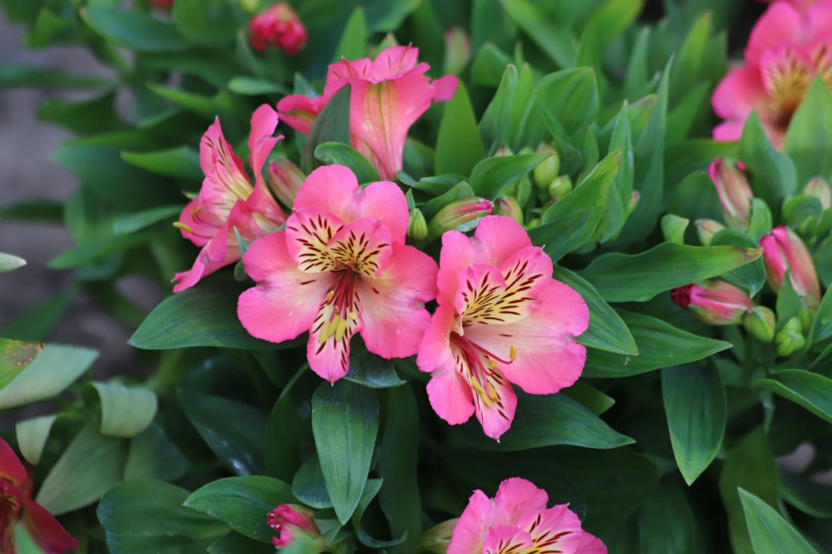 Giglio peruviano: colori vivaci e fioriture generose per giardini e terrazzi Giglio peruviano: colori vivaci e fioriture generose per giardini e terrazzi