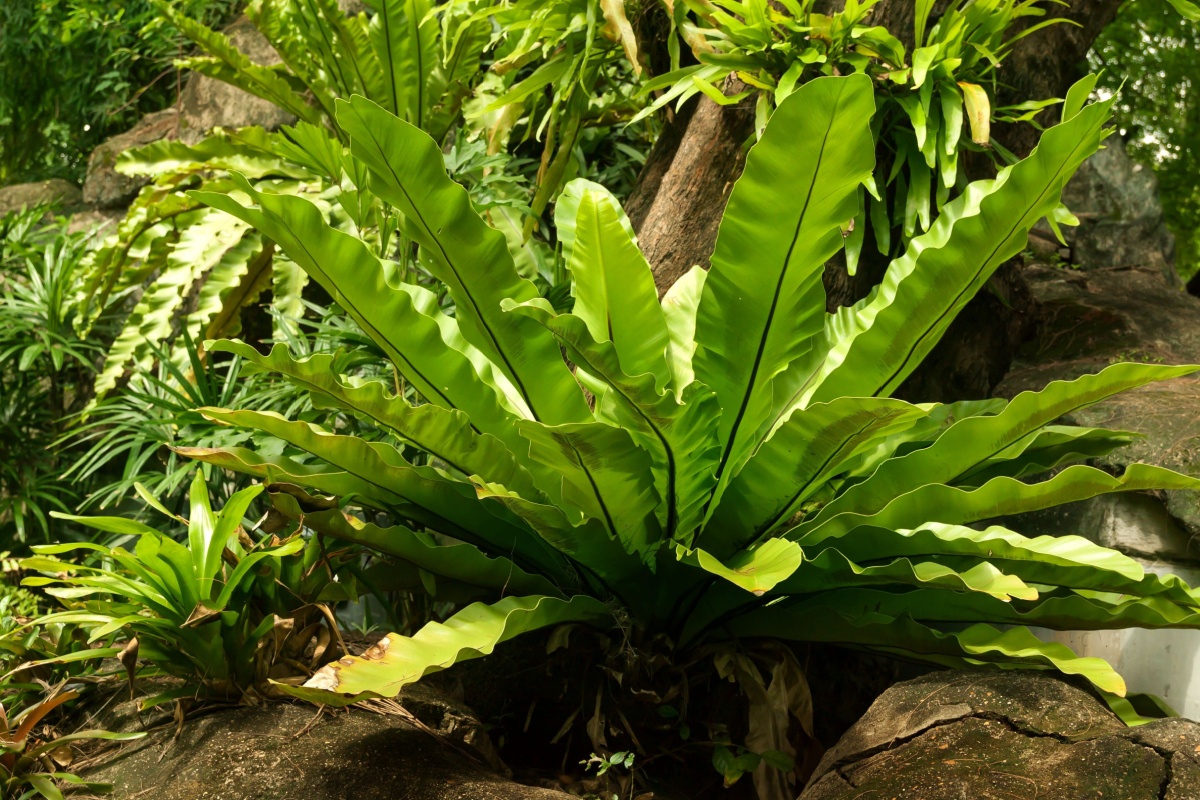 Felce a nido: eleganza tropicale facile da coltivare in casa Felce a nido: eleganza tropicale facile da coltivare in casa