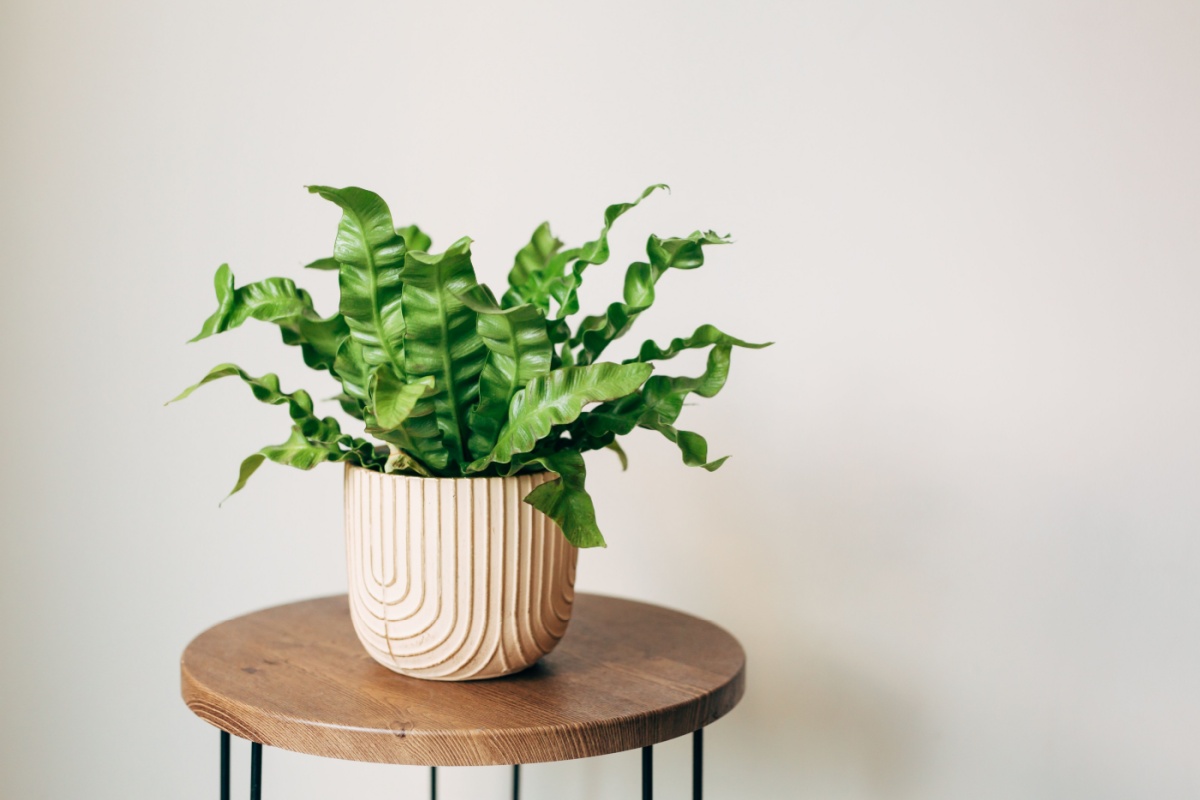 Felce a nido: eleganza tropicale facile da coltivare in casa Felce a nido: eleganza tropicale facile da coltivare in casa