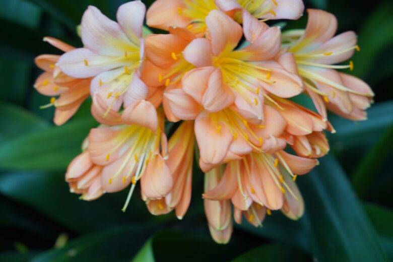 Giglio di Kaffir: eleganza esotica e colore per la casa e il giardino