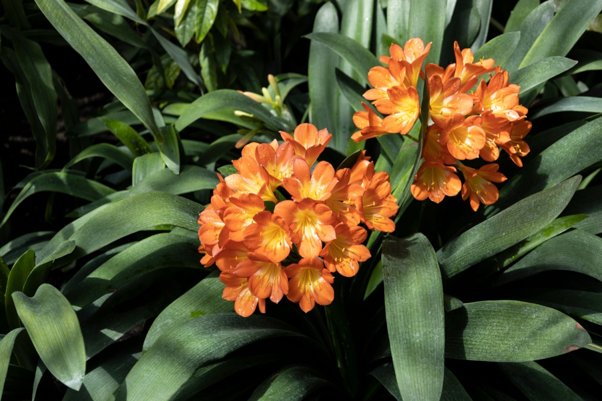 Giglio di Kaffir: eleganza esotica e colore per la casa e il giardino