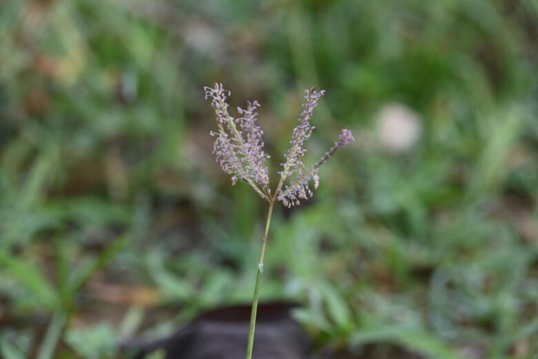 Gramigna rossa: la pianta resistente che conquista giardini e terreni difficili