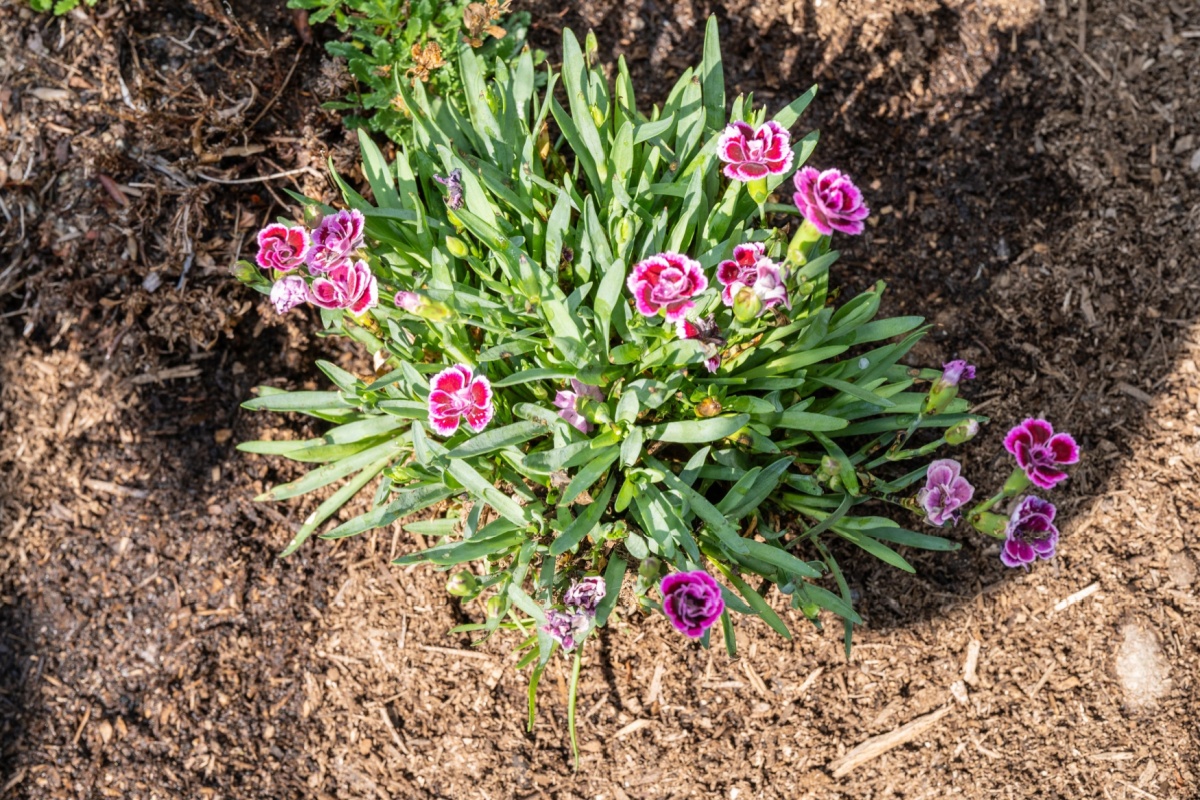 Garofano coltivato: come prendersi cura di un classico senza tempo Garofano coltivato: come prendersi cura di un classico senza tempo