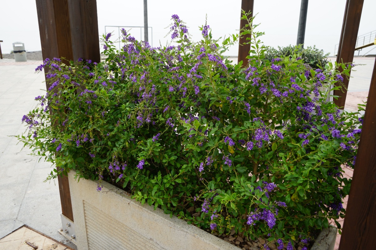 Fiore del cielo: una pianta ornamentale affascinante e facile da coltivare Fiore del cielo: una pianta ornamentale affascinante e facile da coltivare