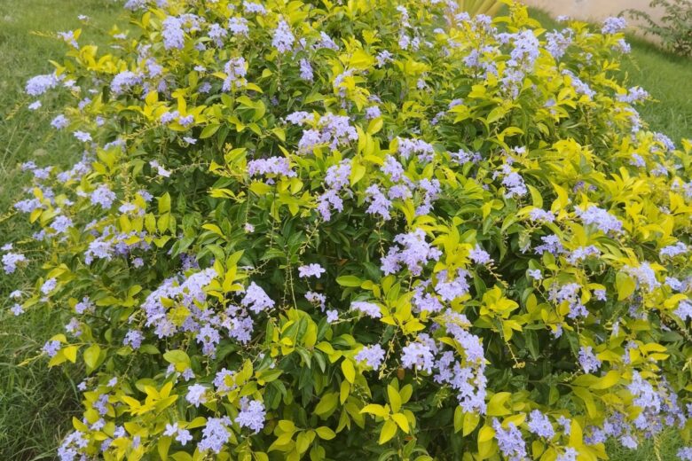 Fiore del cielo: una pianta ornamentale affascinante e facile da coltivare