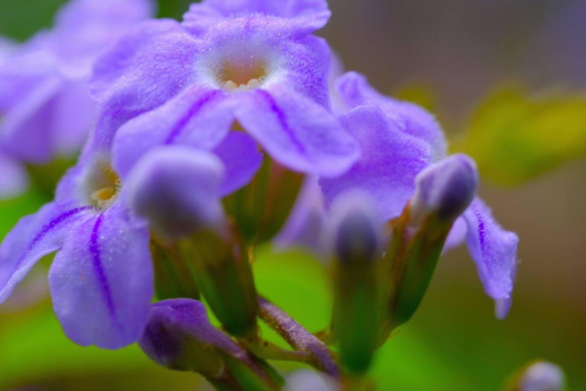 Fiore del cielo: una pianta ornamentale affascinante e facile da coltivare Fiore del cielo: una pianta ornamentale affascinante e facile da coltivare
