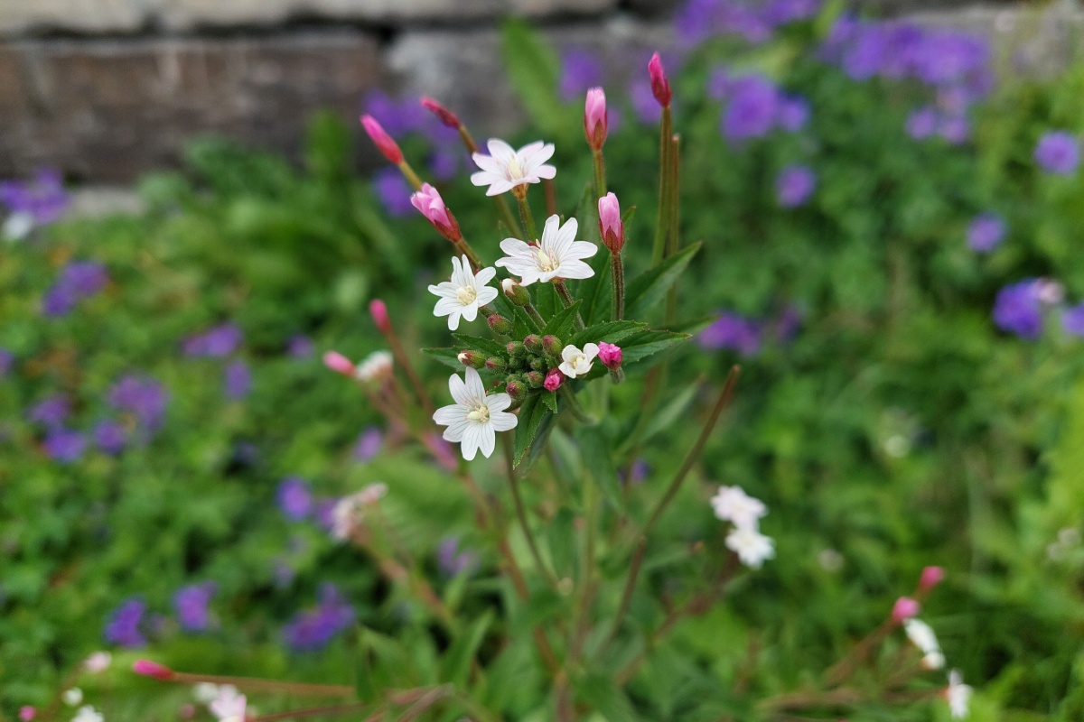 Garofanino cigliato: una pianta spontanea resistente e facile da coltivare Garofanino cigliato: una pianta spontanea resistente e facile da coltivare