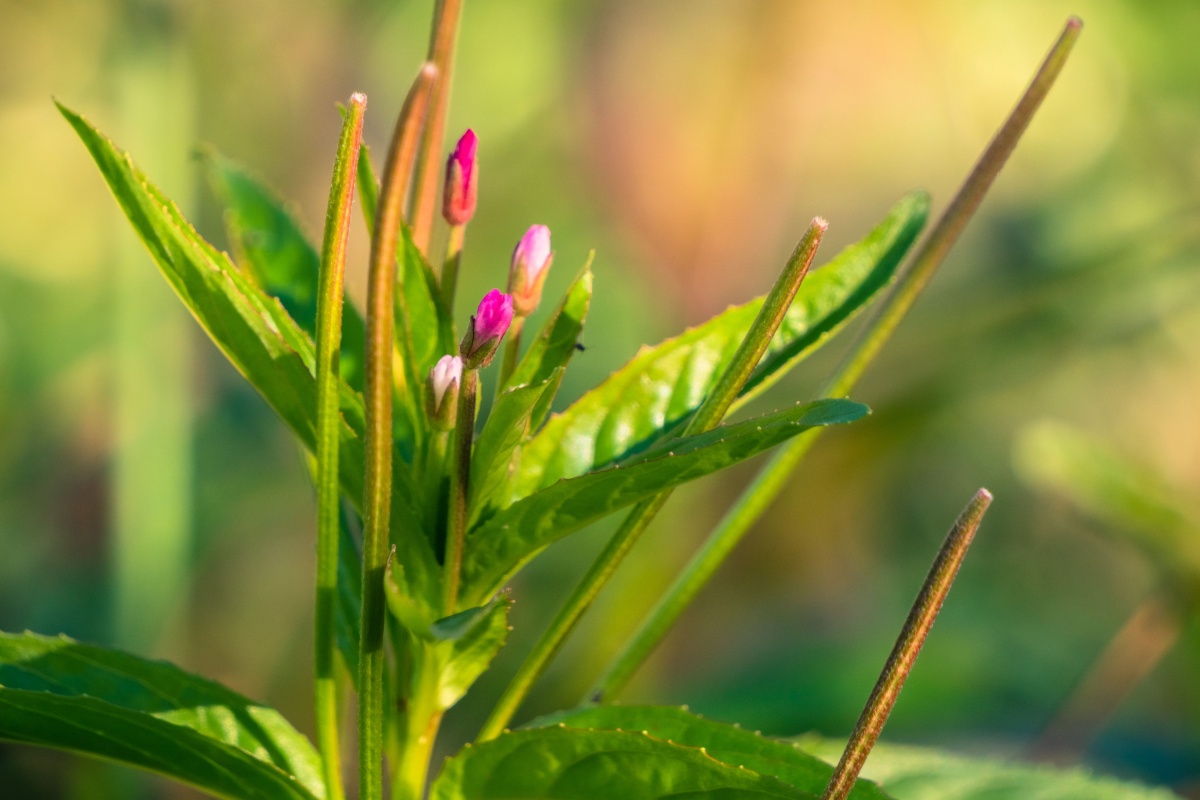 Garofanino cigliato: una pianta spontanea resistente e facile da coltivare Garofanino cigliato: una pianta spontanea resistente e facile da coltivare