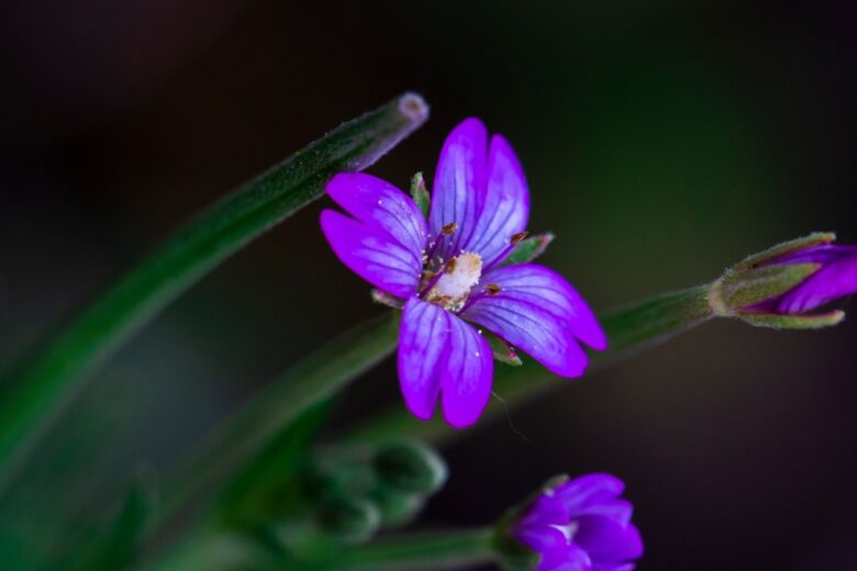 Garofanino cigliato: una pianta spontanea resistente e facile da coltivare