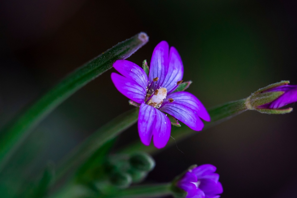 Garofanino cigliato: una pianta spontanea resistente e facile da coltivare Garofanino cigliato: una pianta spontanea resistente e facile da coltivare