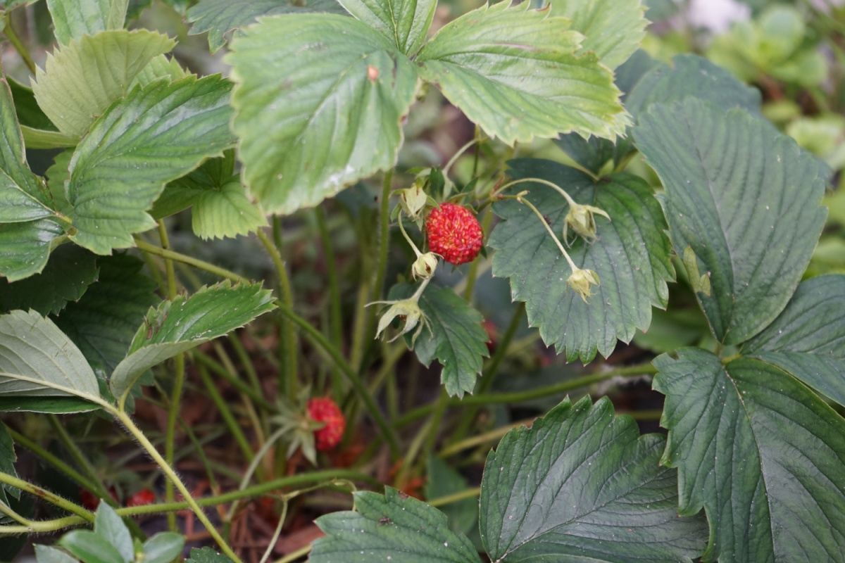Fragola ananas: la pianta insolita dal gusto delicato e sorprendente Fragola ananas: la pianta insolita dal gusto delicato e sorprendente