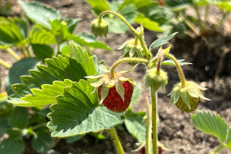 Fragola ananas: la pianta insolita dal gusto delicato e sorprendente