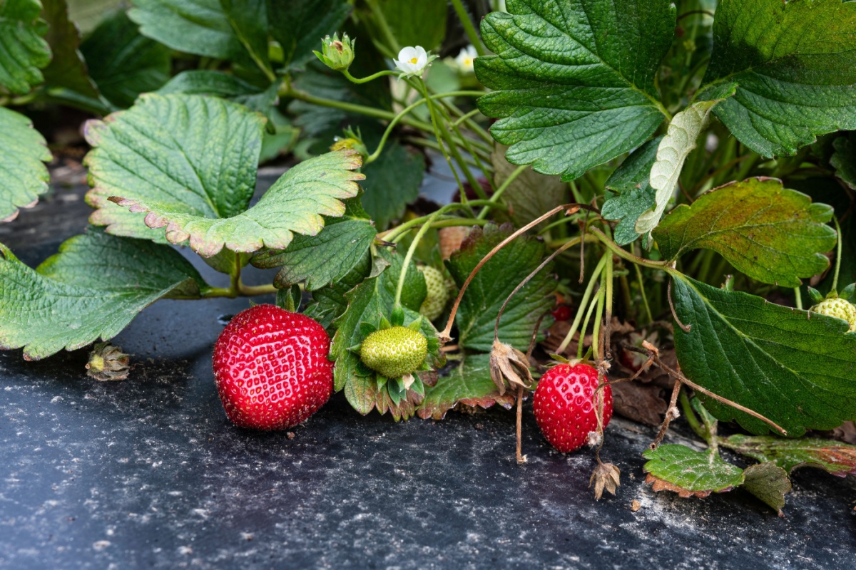 Fragola ananas: la pianta insolita dal gusto delicato e sorprendente Fragola ananas: la pianta insolita dal gusto delicato e sorprendente