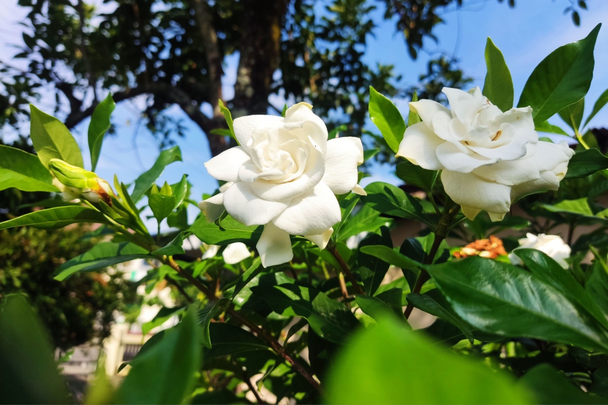 Gardenia: eleganza profumata per la casa e il giardino