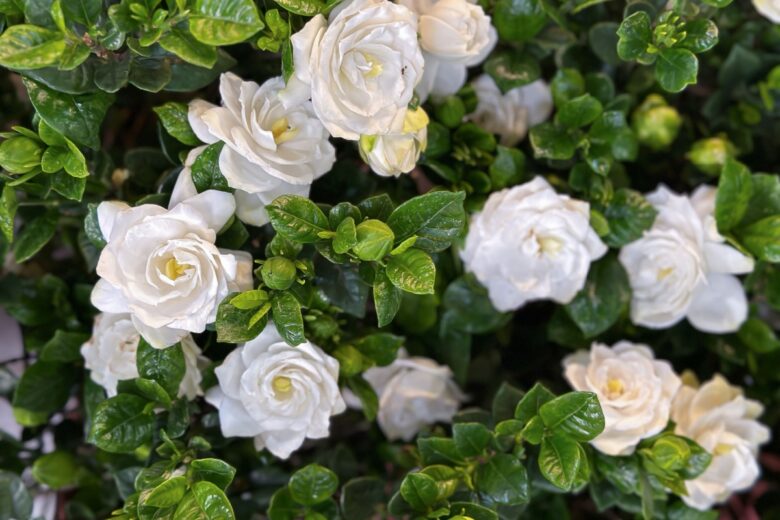 Gardenia: eleganza profumata per la casa e il giardino